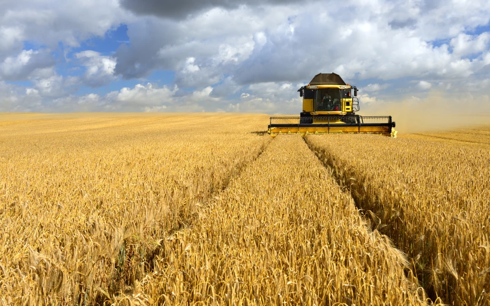 Combine harvester in wheat field linking to Agrifood
